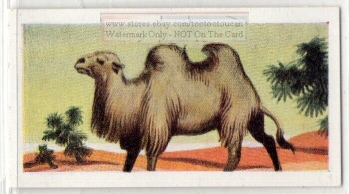 Bactrian Camel Two Humped Asia Vintage Ad Trade Card